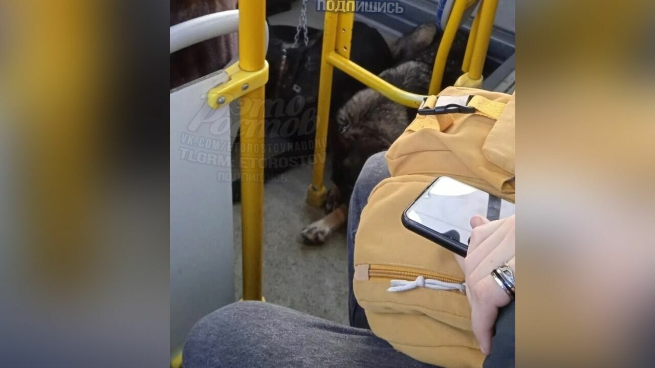 В Ростове пассажиров автобуса № 54 напугали агрессивные псы без намордника