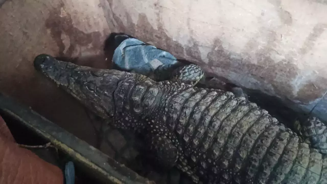 Крокодил оказался питомцев жителя Ростовской области, который приобрел Бакса в 2009 году.