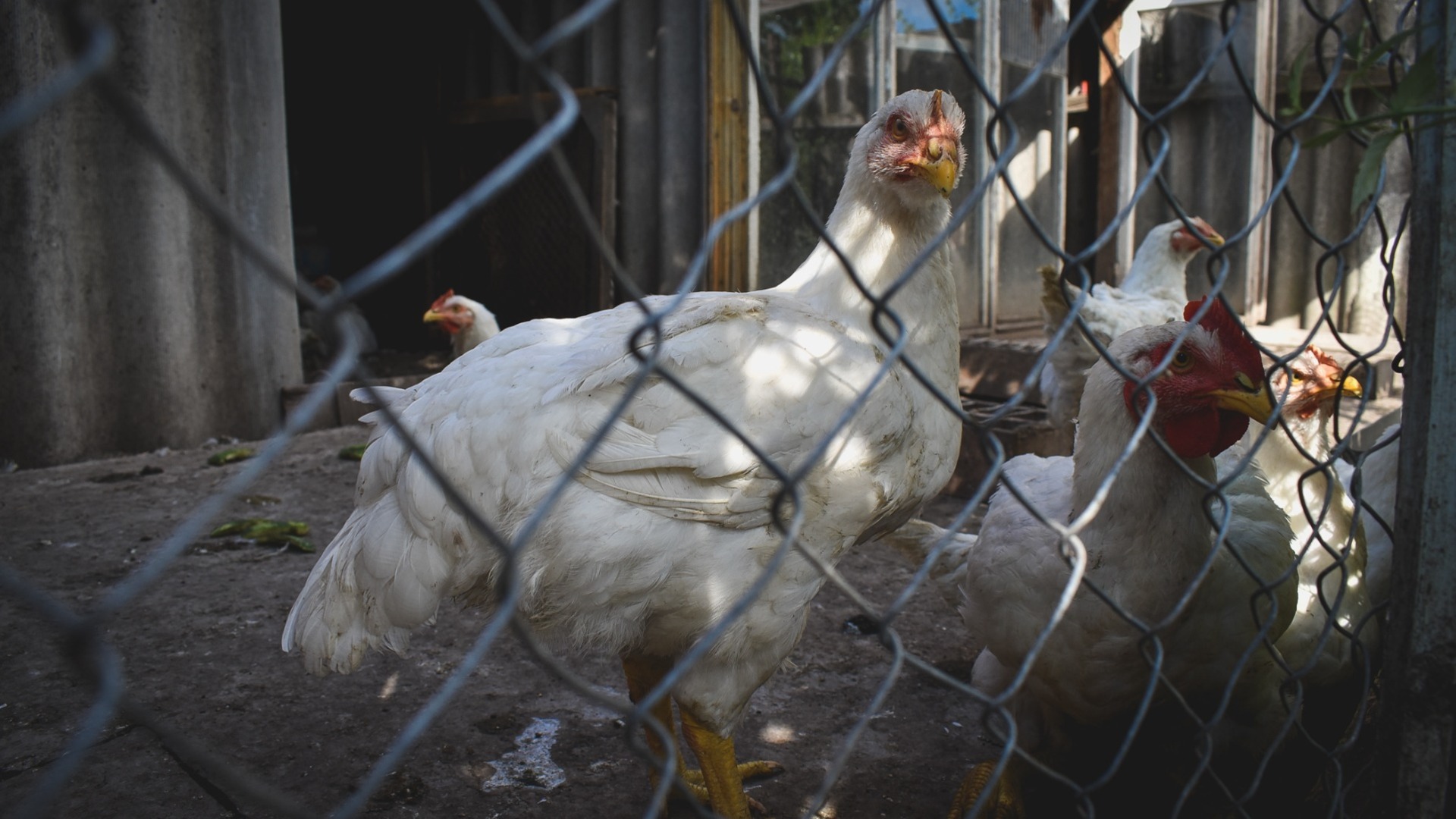 Цены на куриное мясо в Ростовской области достигли исторического максимума