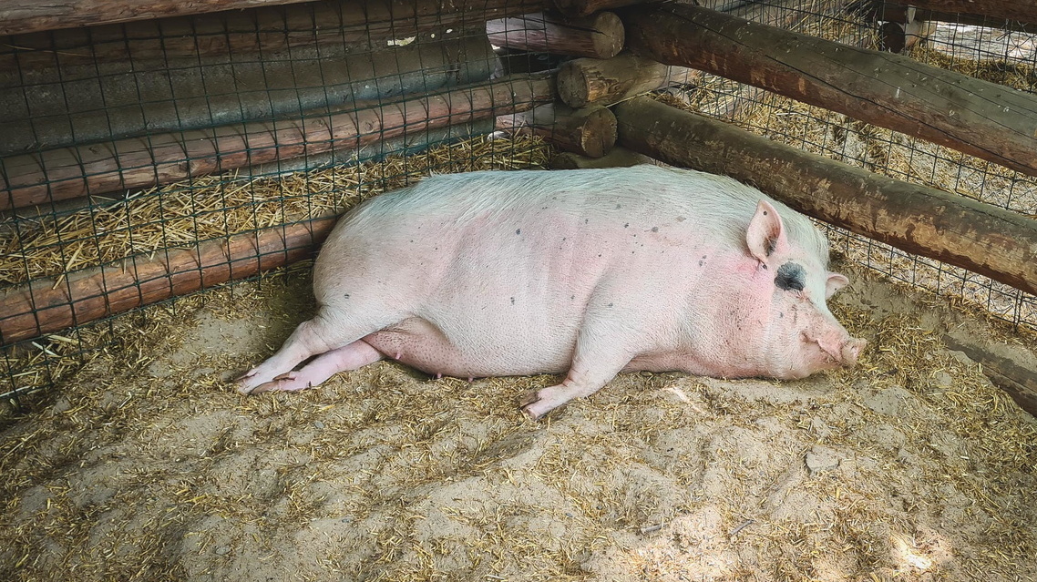 В Ростовской области стало больше свиней в 2022 году