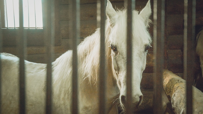 В Ростове-на-Дону осудили мать и дочь, мучивших лошадей в 2019 году