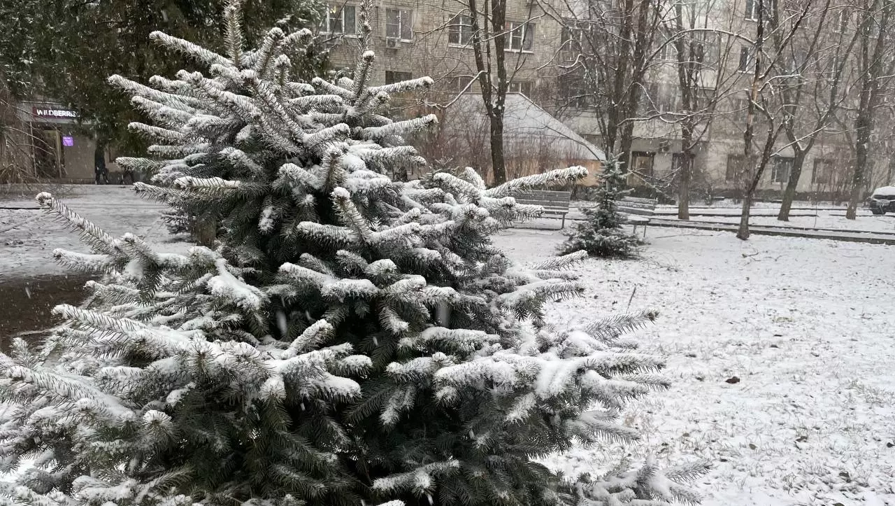 Климатолог Иошпа назвал погоду на Новый год в Ростове. Рассказываем, чего ждать