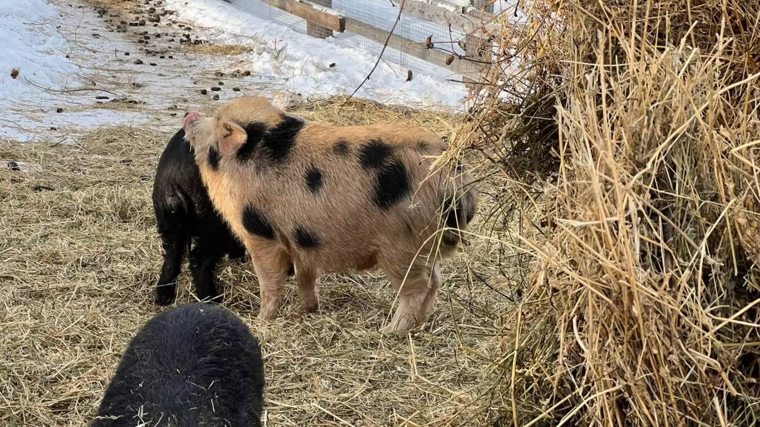 При молниеносной форме, когда заболевание поражает свиней на ферме, животные гибнут в течение двух суток.