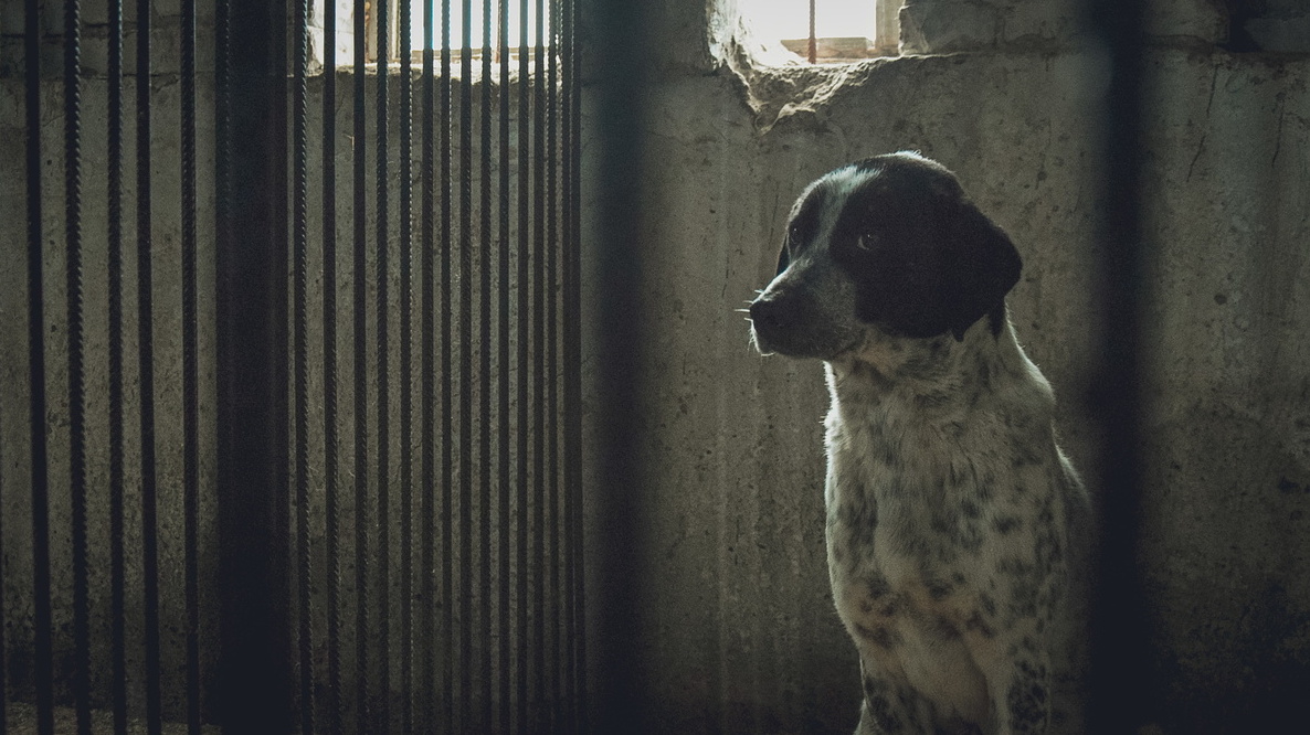Миллионы тратят на отлов и содержание бездомных животных в Ростовской области
