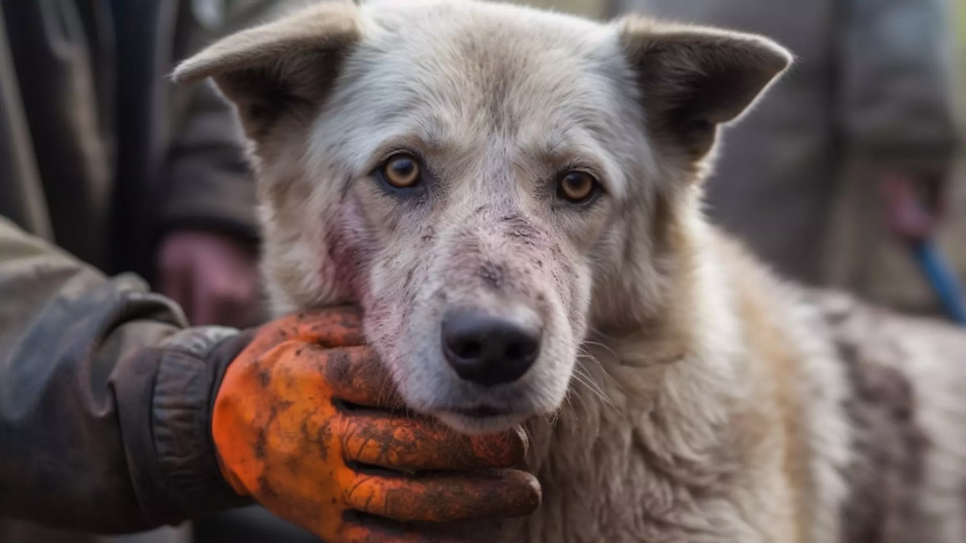 «Живодерка»: зоозащитники рассказали о свалке под Таганрогом, усыпанной трупами собак